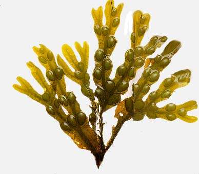 fucus.jpg