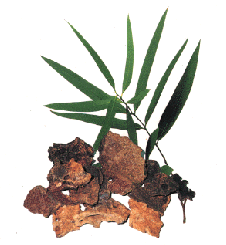 propolis.GIF