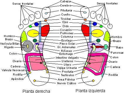 reflexologia-una-terapia-que-nos-libera.gif
