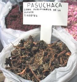 pasu.jpg