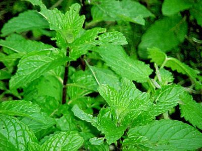 menta