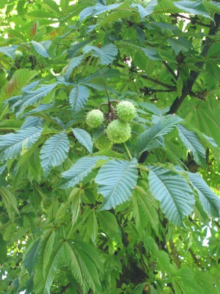 castaño de indias