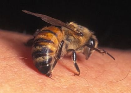 abeja