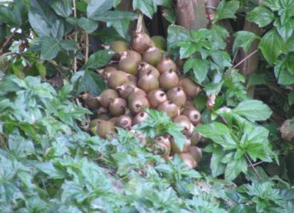 Aceite de Coco