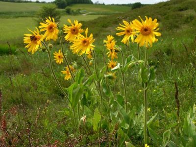La Arnica montana