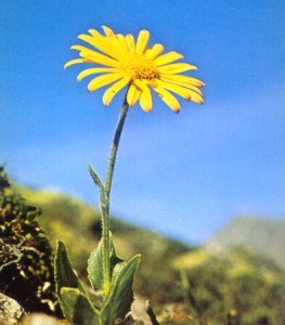 Arnica de Montana
