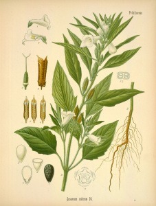 planta del sésamo