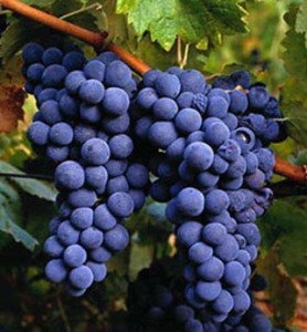 uvas_negras_thumb