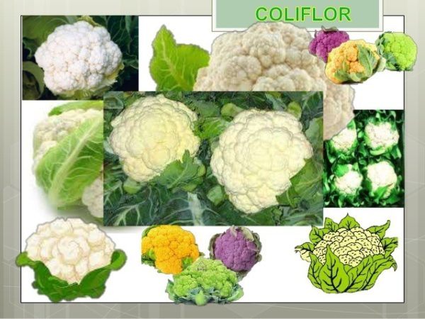 coliflor-propiedades-beneficios-recetas
