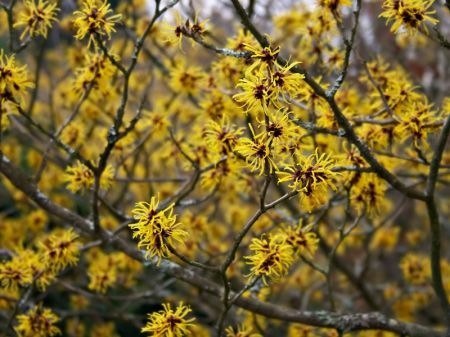 Hamamelis: propiedades y cómo usarla para reglas abundantes