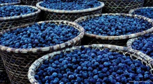 peligros-de-acai-berry
