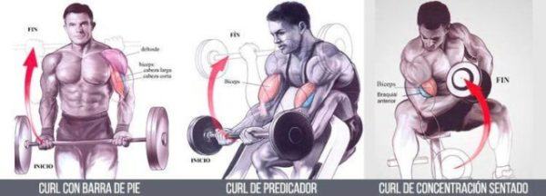 ejercicios de biceps como hacerlos de forma correcta