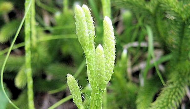 Lycopodium-clavatum-homeopatía-descripcion