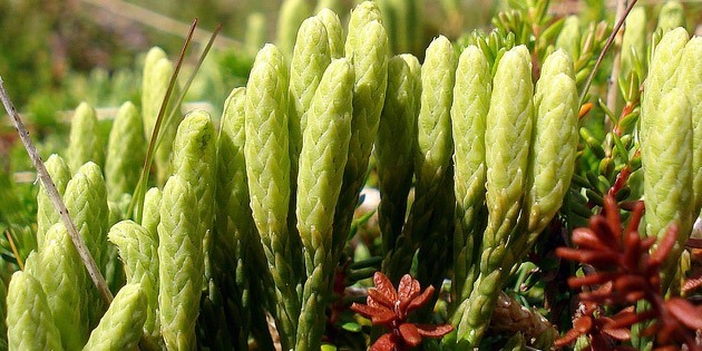 Lycopodium-clavatum-homeopatía-planta