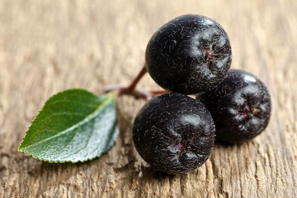 Bayas de aronia que son