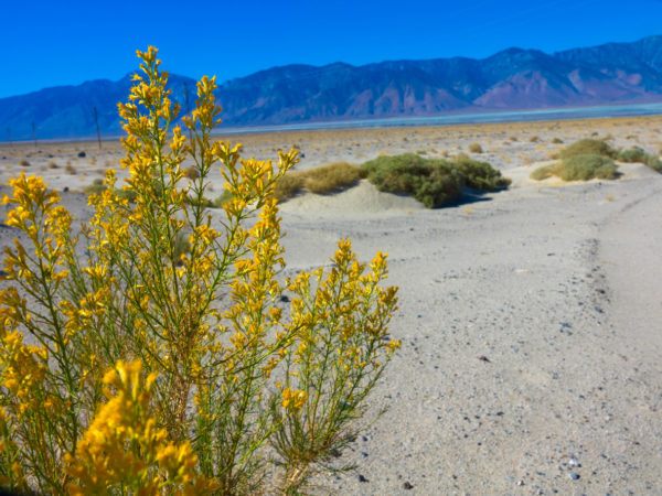 Planta gobernadora beneficios efectos secundarios dosis 