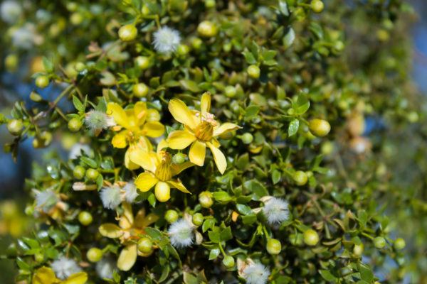 Planta gobernadora beneficios efectos secundarios usos dosis 