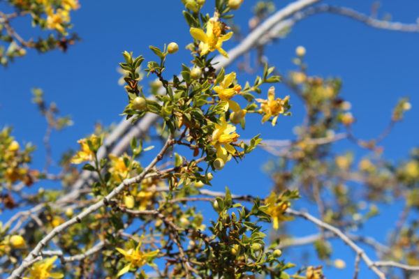 Planta gobernadora beneficios efectos secundarios usos 