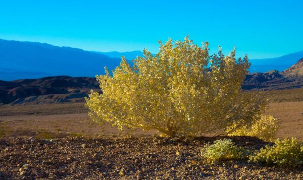 Planta gobernadora beneficios efectos usos dosis 